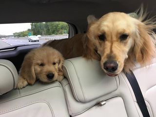 Dog Walking