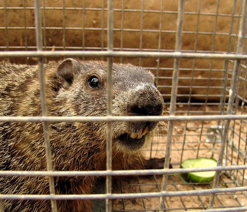 Remove Animal From Trap - Non-Customer image