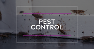 Pest Control by Allegro