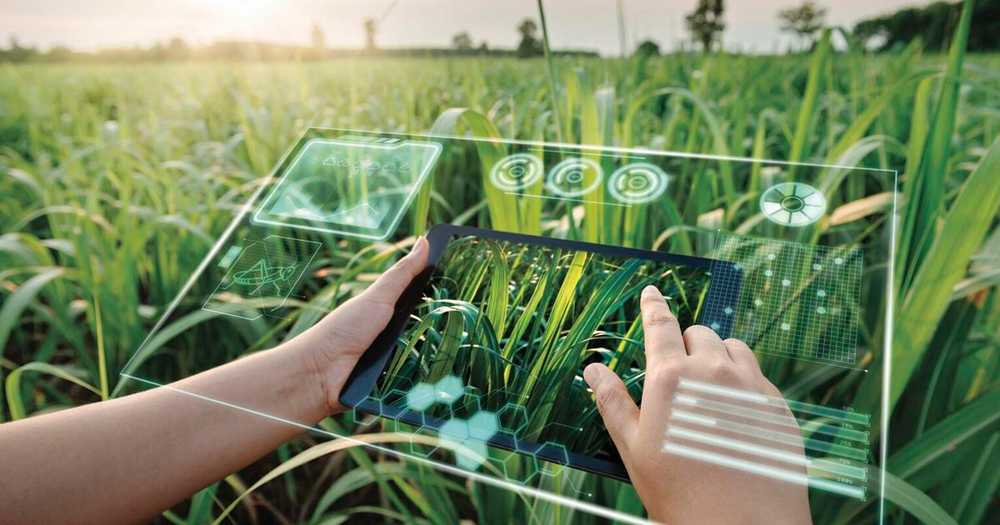 Automated Drone Crop Scouting