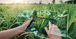 Automated Drone Crop Scouting