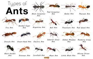 Pest Control