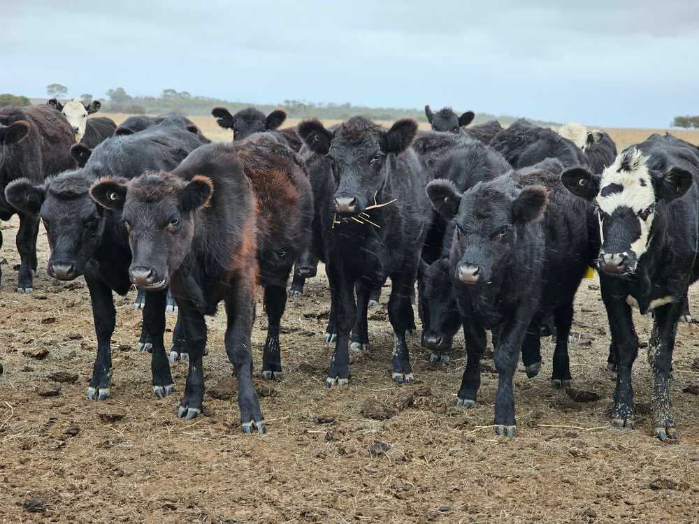 Cattle