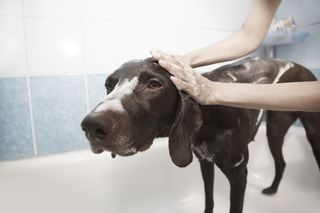 Pet Grooming